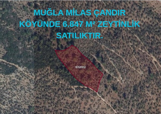 MUĞLA MİLAS ÇANDIR KÖYÜNDE 6.847 M² ZEYTİNLİK SATILIKTIR. - MUĞLA MİLAS fotoğraf 5